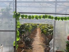 -马陆小张葡萄园农家乐