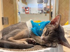 -屋虎猫馆(宝安大仟里店)