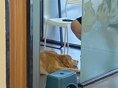 -御宝贝24h宠物医院·转诊中心·CT核磁血透中心(厦门总院)