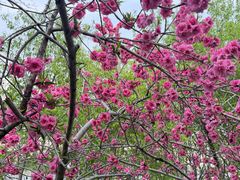 -桃花堤公园