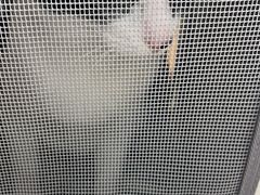 -艾贝尔宠物诊疗