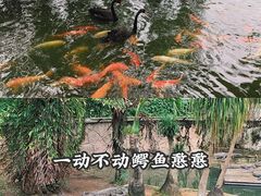 -深圳野生动物园
