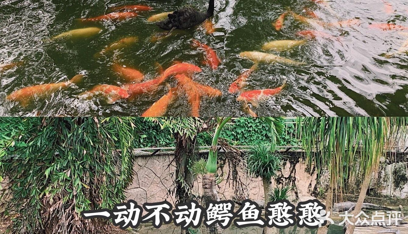 深圳|假日出游·野生动物园里的憨憨们在等你👋🏻