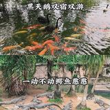 深圳|假日出游·野生动物园里的憨憨们在等你👋🏻