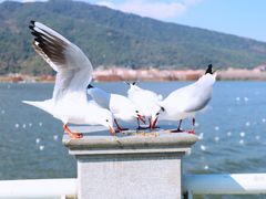 -海埂大坝