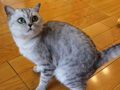 -喵百万·布偶·蓝金金渐层英短·猫舍(百子湾店)