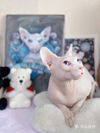 粉白细嫩的猫咪拍美照啦️大家白色情人节快乐