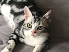 -东方名猫馆·英短金渐层布偶猫舍(环线广场1号楼店)