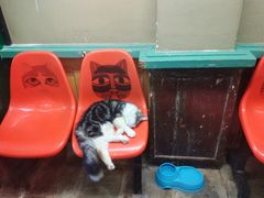 -猫咪博物馆(顶澳仔猫街店)