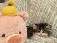 -小猫来了·猫舍(红山六九七九店)