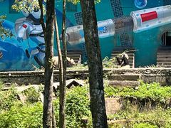 -中国大熊猫保护研究中心雅安碧峰峡基地