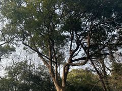 -杭州植物园