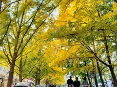 -三里屯东五街银杏大道