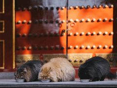 -故宫博物院(故宫)