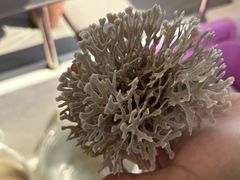 -小猫钓鱼海钓俱乐部(椰梦长廊店)