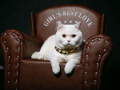 -超宠爱宠物摄影-Super pet