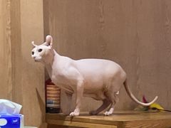 -MOCHA明星猫咖(田子坊店)