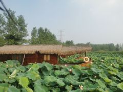 -池杉湖湿地公园