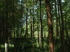 -桤木河湿地公园