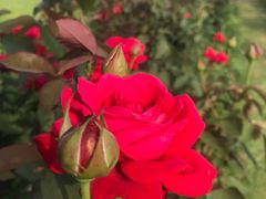 -紫颐香薰山谷景区