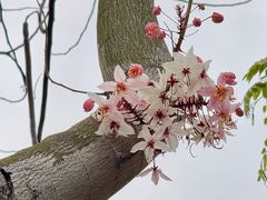 -四海公园(南山区)