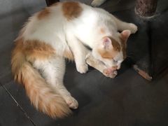 -秦云老太婆摊摊面(磁器口店)