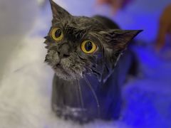 -悠尼宠物·独立低压伊珊娜洗护·美容·寄养(兰谷路店)