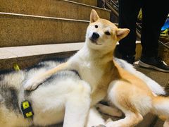 -more than meow吴止猫主题餐厅(承德 中船汇店)