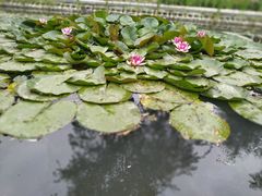 -白洋淀景区
