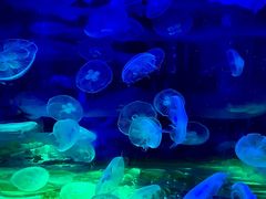 -欢乐海岸海洋奇梦馆