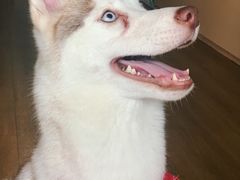 -Husky Go! 哈士奇体验馆·宠物咖啡厅狗咖