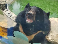 -栾川竹海野生动物园