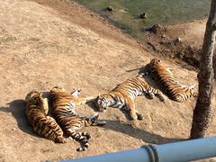 -西霞口神雕山野生动物世界