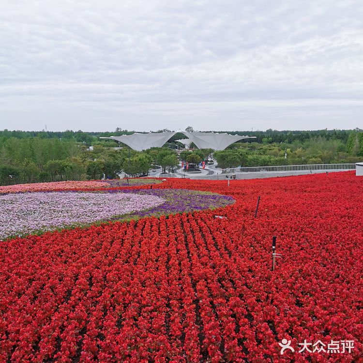 2021年第十届花博会在上海开幕啦❗❗