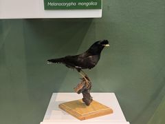 -国家自然博物馆