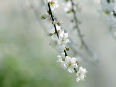 -广州市流溪河国家森林公园