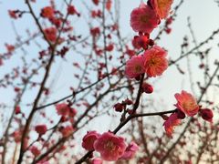 -无锡梅园公园