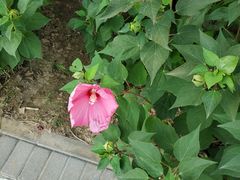 -大兴滨河森林公园