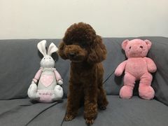 -小尾巴宠物店(万科·金域华庭店)