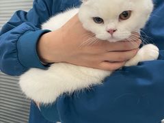 -伟伟宠物医院·CT影像中心·瑞派犬猫综合性门诊(汉口总院)