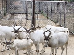 -石家庄市动物园