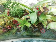 -国家植物园南园