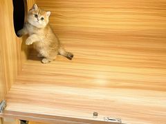 -猫十亿·布偶金渐层·曼基康矮脚猫舍(青年路店)