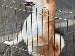 -青石桥花鸟鱼虫市场(叠翠城店)