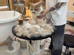 -momokira米努特·德文卷毛猫·棉花面纱犬