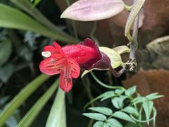 -东莞植物园
