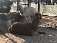 -长白岛森林公园