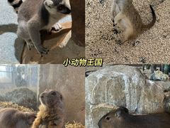 -海合安武汉极地海洋公园