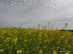 -光明小镇欢乐田园
