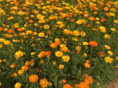 -北京大学(昌平校区)